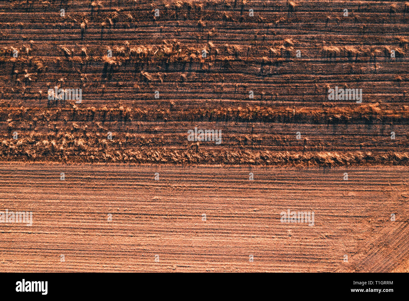 Luftaufnahme von Feld Stoppeln drone pov auf hellen, sonnigen Herbsttag Stockfoto