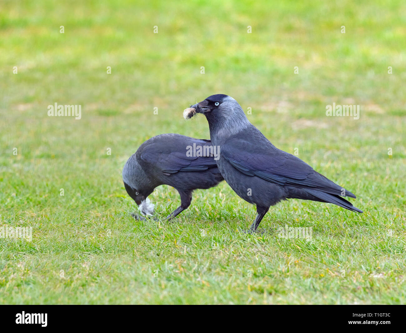 Dohle Corvus monedula sammeln Nestmaterial auf landwirtschaftlich genutzten Flächen. Stockfoto