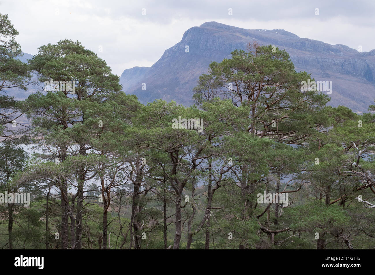 Scots Kiefern - Pinus sylvestris - Reste der alten Kaledonischen Wald - Beinn Eighe National Nature Reserve, Scottish Highlands, Großbritannien Stockfoto