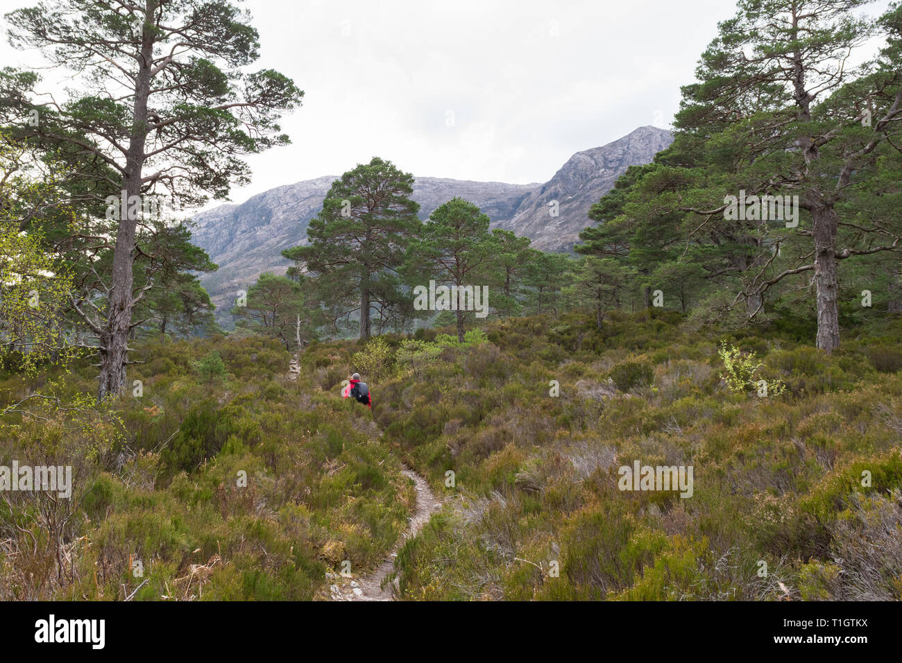 Scots Kiefern - Pinus sylvestris - Wanderer zu Fuß durch die Reste der alten Kaledonischen Wald - Beinn Eighe, Scottish Highlands, Großbritannien Stockfoto