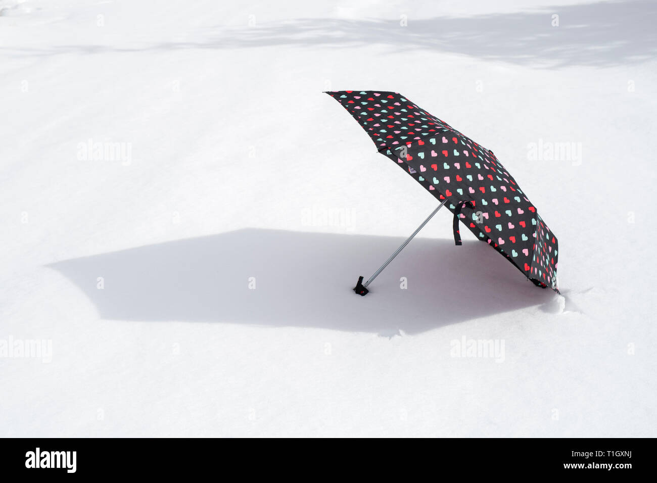 Regenschirm in den Schnee. Schottland Stockfoto