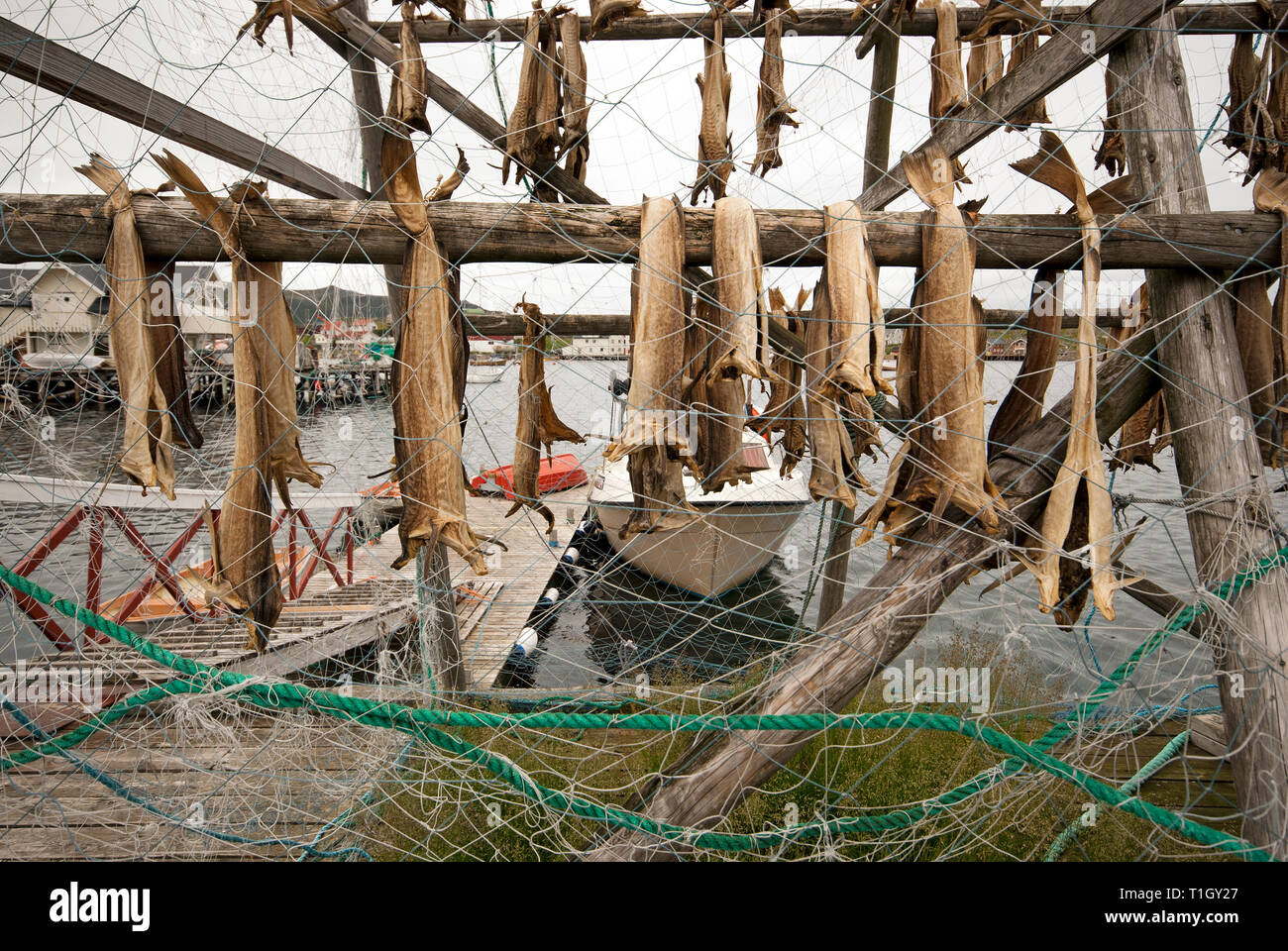 Stockfisch hunging in Gjesvær, Grafschaft Vestfold, Norwegen zu trocknen Stockfoto