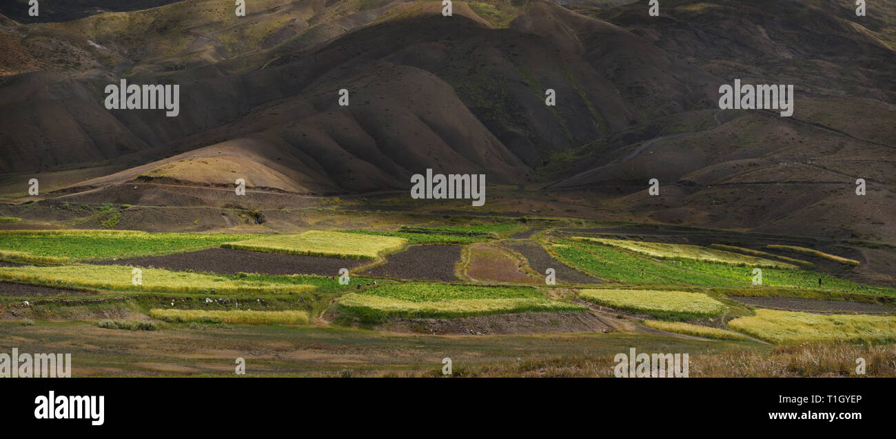 Grüne und gelbe Felder der Weizen unter den braunen Bergen, Foto Panorama. Stockfoto