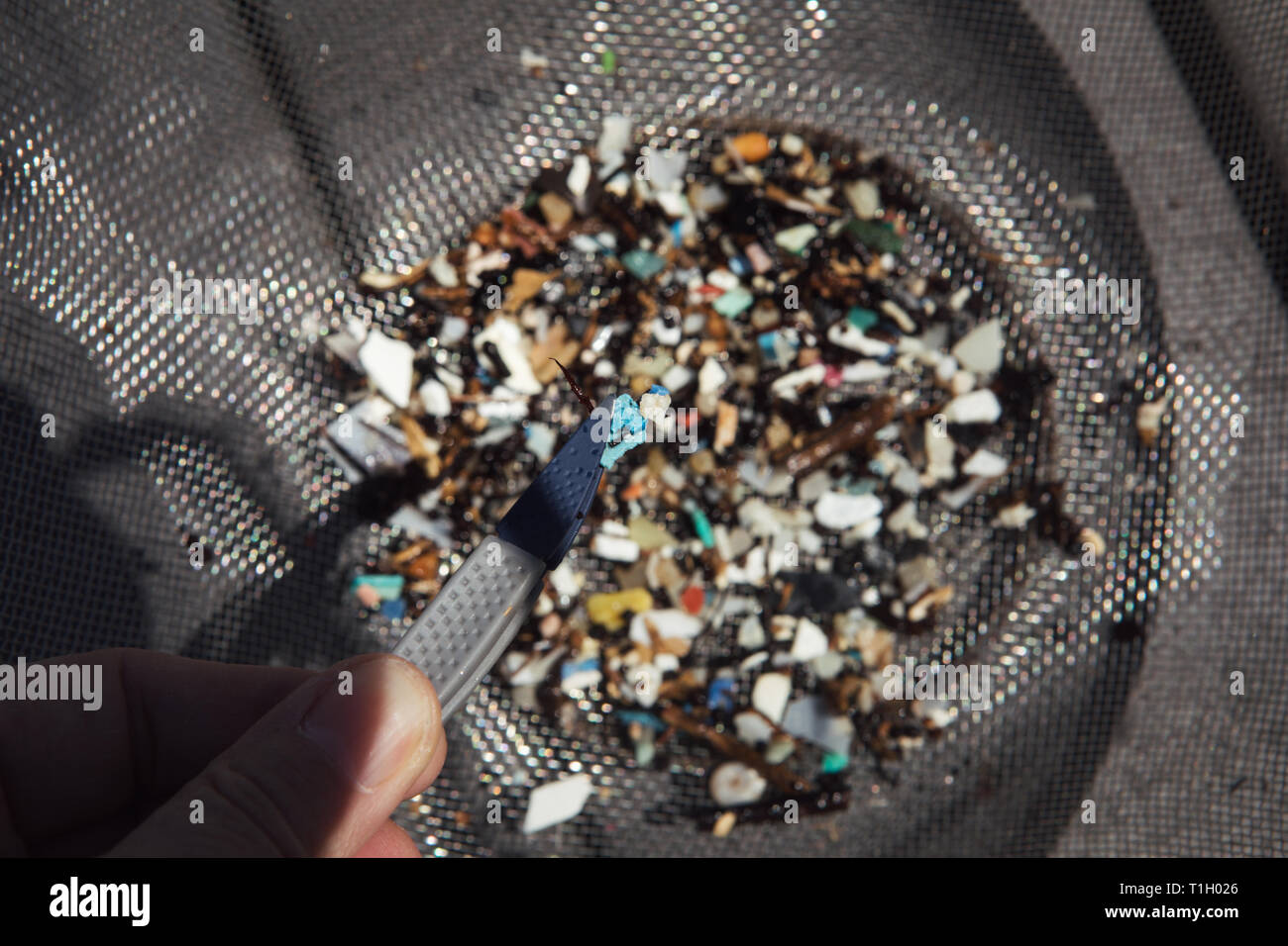 Eine Nahaufnahme von microplastics nach aus dem Ozean in Südkalifornien gezogen werden sortiert werden. Stockfoto