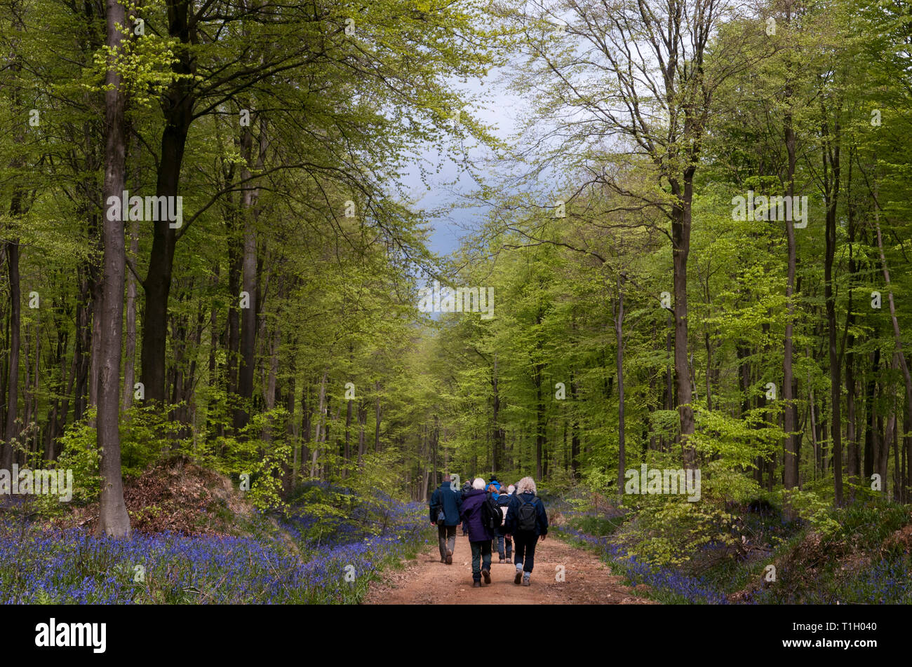 Ansicht der Rückseite des Wanderer zu Fuß über einen Fußweg in schönen Bluebell Woods Stockfoto