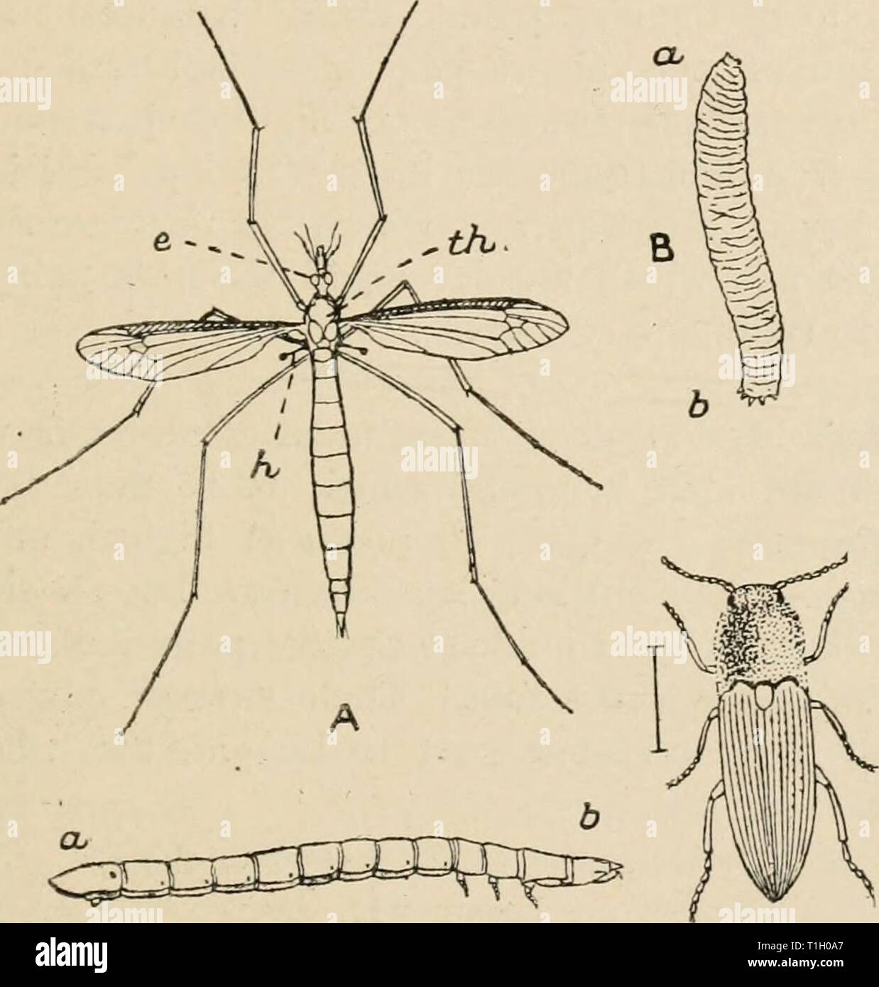 Umleitungen von einem Naturwissenschaftler ([1915]) Umleitung von einem Naturwissenschaftler diversionsofnatu 00 lankuoft Jahr: [1915] DADDY - Beine 217 Größe, sind Sie in einem sehr viel schwand Condi- tion. Da die meisten unserer gemeinsamen fliegt sehr klein sind, es ist D Abb. 22. A, der Kran-fly (Daddy-Long-Legs), Tipula oleracea. e, das linke Auge; / Ich, einer der Balancer oder 'halleres', sind die geänderten zweiten Paar Flügel; / Ich, den Thorax. Natürliche Größe. B, der "Leder Jacke", der grub der Kran - Fliegen. Ein, Leiter; d, Schwanz. Natürliche Größe. C, Käfer oder Überspringen - Jack, Elater Obscurus. Die Zeile neben dem Sh Stockfoto