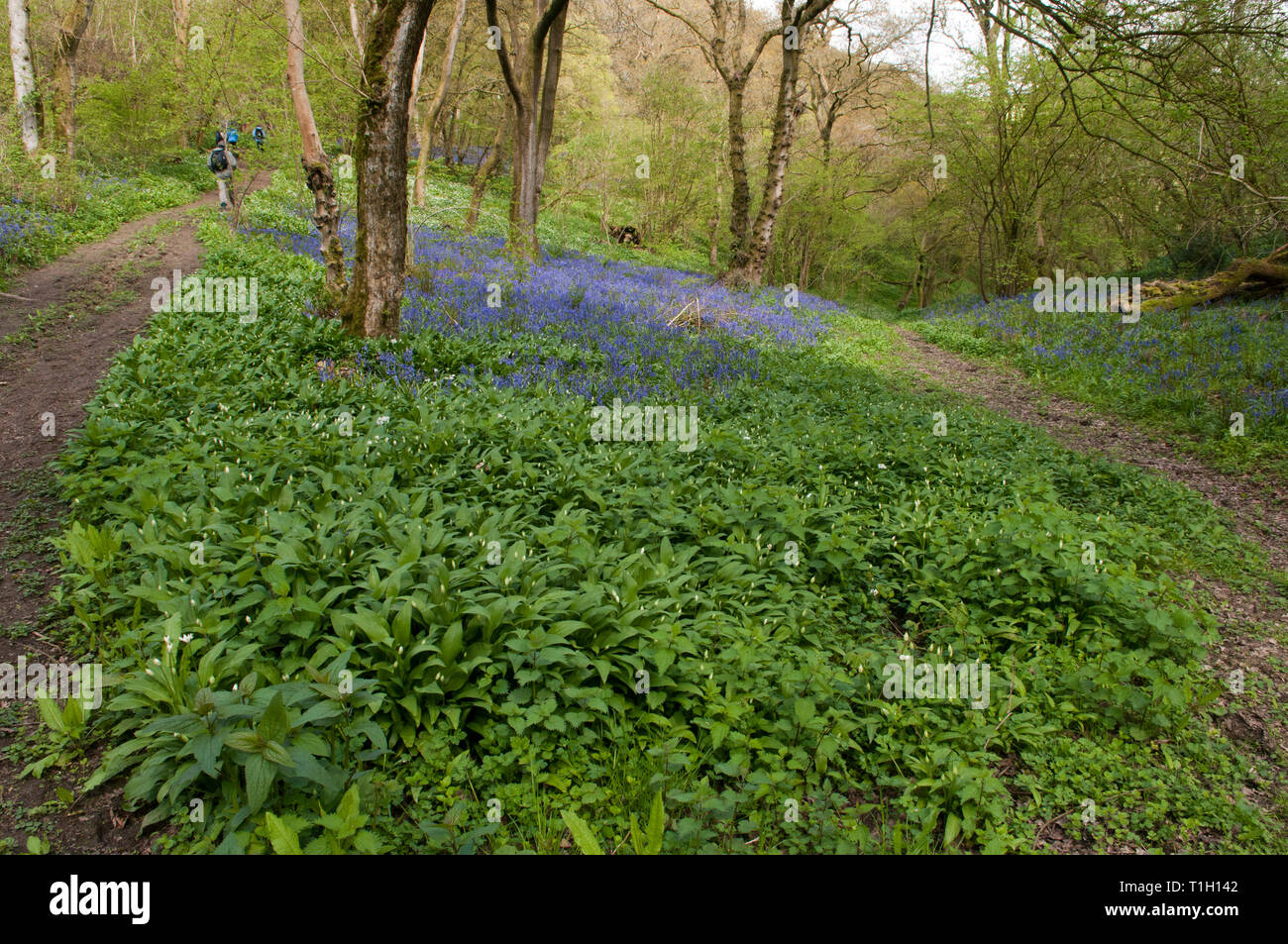 Entfernte Ansicht von hinten erschossen der Wanderer im schönen Bluebell Woods Stockfoto