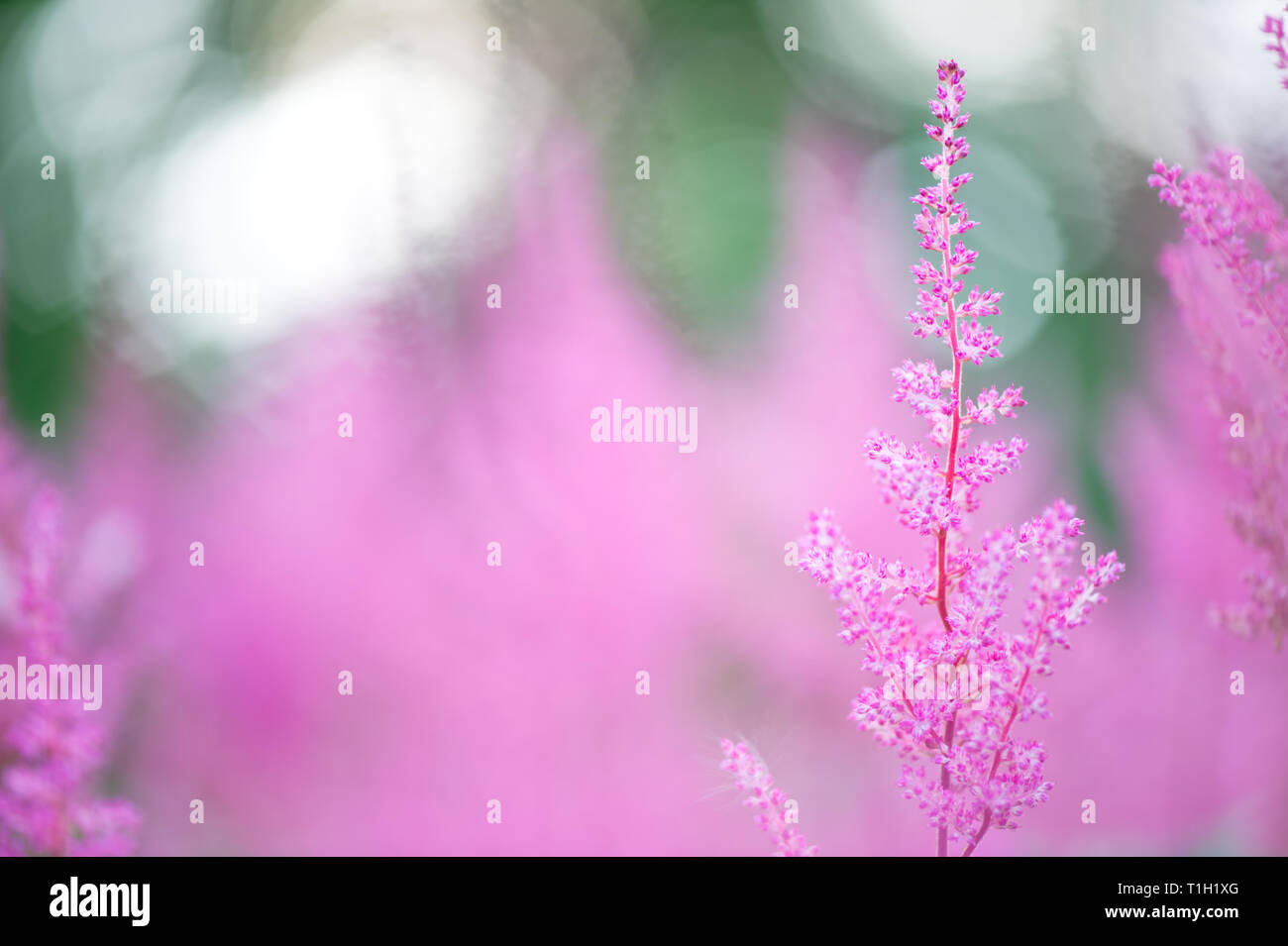 Astilbe Blumen blühen im Sommer. Selektiver Fokus und flache Tiefenschärfe. Stockfoto