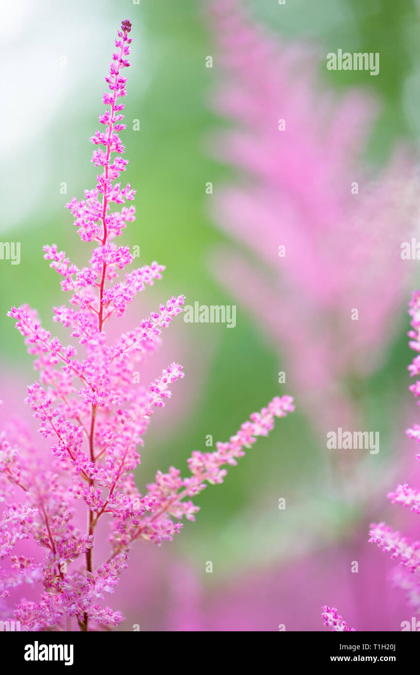 Astilbe Blumen blühen im Sommer. Selektiver Fokus und flache Tiefenschärfe. Stockfoto