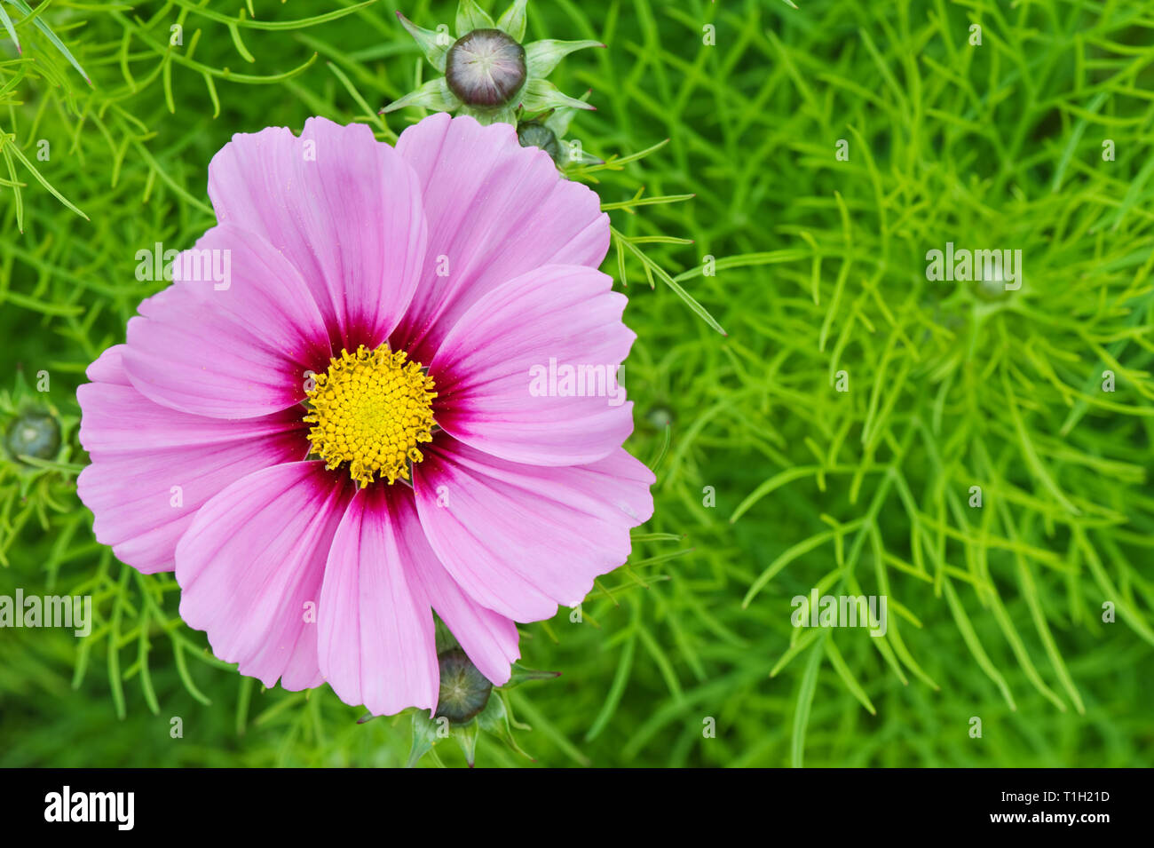 Cosmos Flower (Cosmos Bipinnatus) im Garten. Stockfoto