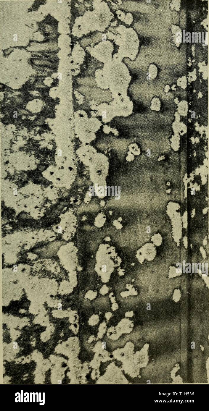 Docking Bericht Handbuch quide Docking Bericht Handbuch: quide zu bewuchsbildenden Organismen und Anweisungen bezüglich der Docking Bericht dockingreportman 00 Einheit Jahr: 1942 •&O 29. Stockfoto
