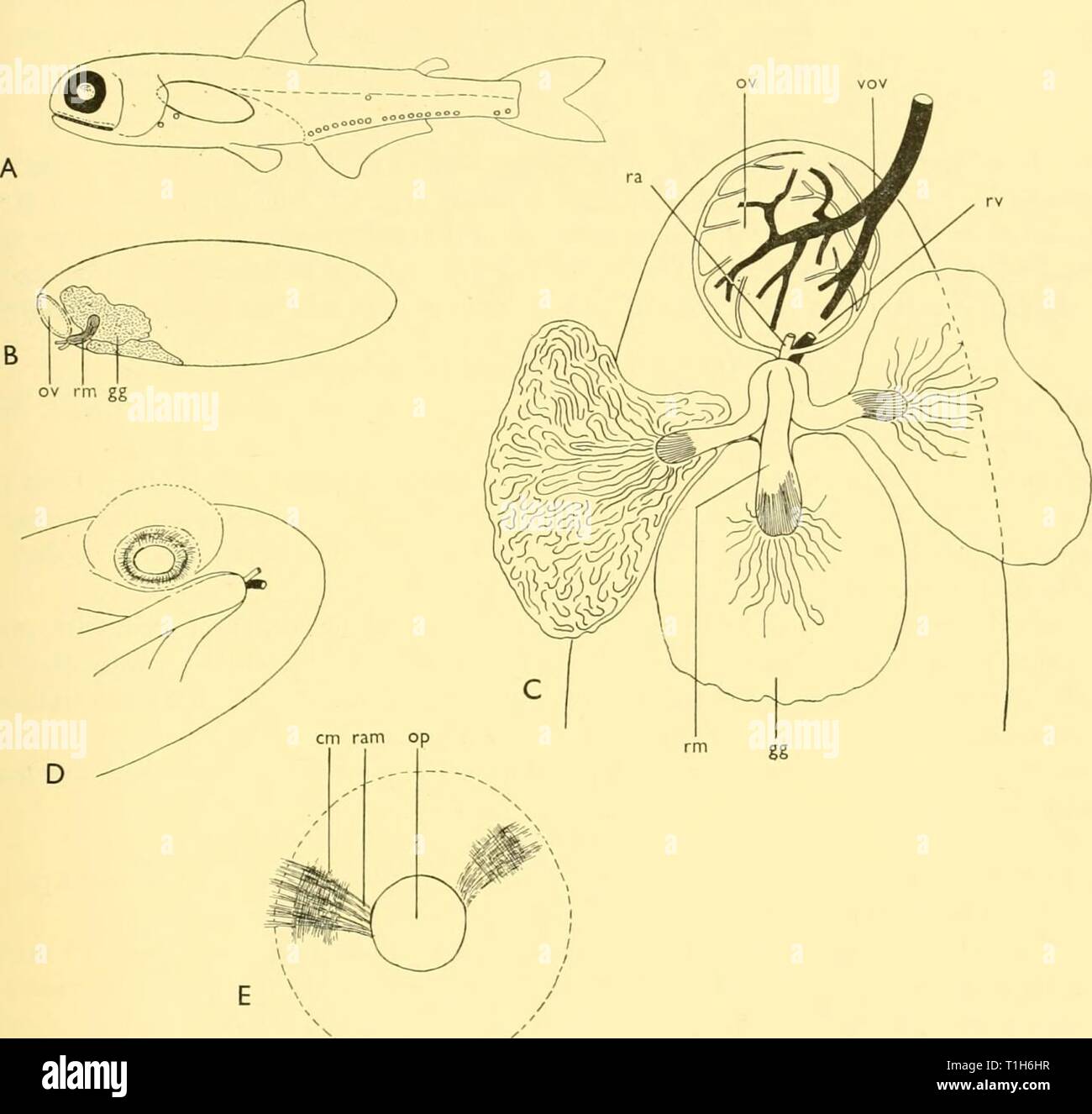 Reports (1962) Entdeckung berichten discoveryreports 31 inst Jahr: 1962 ERHEBUNG DER STRUKTUR 31 als Fortsetzung der Rauther Beschreibung, die innere Epithelschicht bildet eine umfangreiche Gas- Drüse, die meisten der Boden und die Seitenwände des swimbladder abdecken, und auch das Dach des vorderen Teil. Es gibt drei retia Mirabilia durch eine Arterie, die dorsale Aorta verbindet in der Nähe der Zöliakie Arterie versorgt wird, während den venösen Rückfluß durch ein Gefäß Öffnung in das Portal system ist. Die linke Rete erstreckt sich nach oben, um das Dach Teil des Gas-Drüse, während die mittleren und rechten retia liefern die remaini Stockfoto