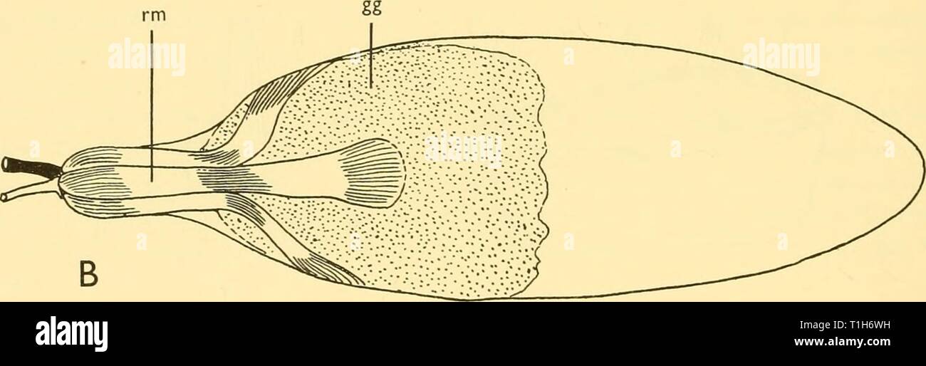 Reports (1962) Entdeckung berichten discoveryreports 31 inst Jahr: 1962 Text-Bild. 17. Der swimbladder Hygophum benoiti, (a) seitlich gesehen, und (b) nach ventral. gg, Gas-Drüse; ov, oval; rm, rete mirabile. (A, x 13-5; b, x 19.) Benthosema glaciale (Reinhardt) (Text - Abb. I8 d-f) Position, 13° 25' N, 180 22' W., 28.x. 25, N 450 V, 90 o (-o) m. B.M. Reg. Nr. 1930.1.12. 641-7. Standard Länge der Fische 45-5 mm. B.M. Reg. Nr. 1911.2.8. 3-12. Zwischen den Färöern und S.W. Irland. Standard Länge der Fische 58-5 mm. Die swimbladder dieses myctophid ist dünnwandig und liegt über dem Bauch. In der 45-5 mm. Stockfoto