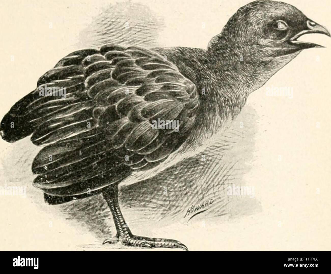 Die Krankheiten von Geflügel (1899) die Krankheiten des Geflügels diseasesofpoultr 00 salmrich Jahr: 1899 KRANKHEITEN OE POUI. TKV. 47 Abb. - 8. - Huhn mit g betroffen - ai> es. Die Eier und Embryonen durch die disintegra eingestellt sind - tion des Wurms. Die Eier benötigen Wärme und Feuchtigkeit zu schlüpfen, und ähnliche Bedingungen sind für das Leben der Embryonen benötigt. Diese neu geschlüpften em bryos kann auf einmal von Vögeln, mit contami- gerechnet werden, Essen und Trinken, und damit Infektionen verursachen; oder Sie können in den Magen-Darm-Kanal der Regenwürmer eingenommen werden, wie von Walker gezeigt worden, und für einige Zeit durch solche durchgeführt werden. Stockfoto