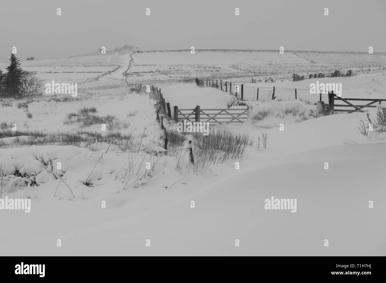 Dartmoor abgedeckt im Schnee während einer Blizzard Stockfoto