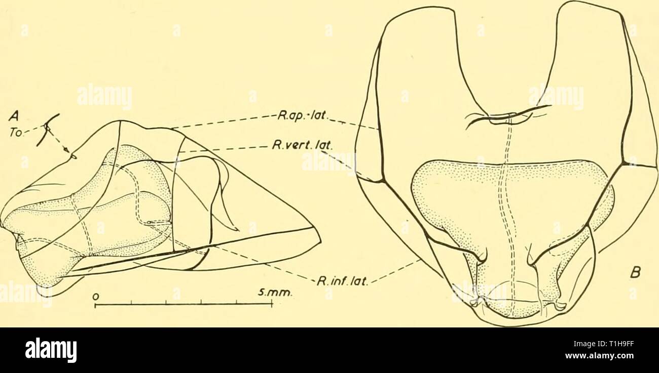 Reports (1956) Entdeckung berichten discoveryreports 27 inst Jahr: 1956 systematische UND BIOLOGISCHE KONTO 61 Stammzellen (? Beauftragte). Air-sac länglich, 6 x 2 mm.; nectosome 14 x 2 mm.; siphosome 23 cm lang, 4-6 mm. Gemessene dorso-ventral, 3-7 mm. von Seite zu Seite, sehr muskulös, segmentiert. Und Gastrozooids tentilla fehlt. Andere Anhängsel (nicht gut erhalten) in eine ventrale Band 2-7 -3-7 mm Breite. Ich möchte diese Gelegenheit nutzen, um einen zweiten Datensatz der Erfassung von Marrus (Stephanomia) orthocanna Kramp, durch "Scotia" Am 31. August 1951 veröffentlichen in Haul 688. Ort: 590 50' N, 11° 24' W., zwei Lose necto-ph Stockfoto