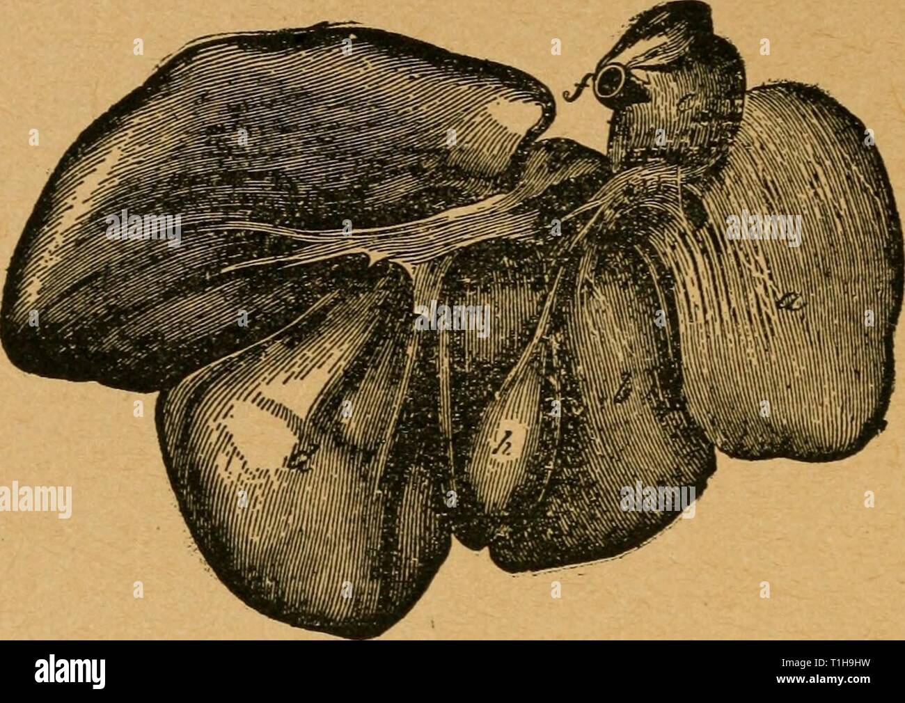 Erkrankungen von Schweinen geschrieben als Krankheiten von Schweinen. Als Lehrbuch für den Tierarzt, Student und Schweinen Anbauer diseasesofswinew 00 mcin Jahr: 1897 68 KRANKHEITEN DER HOG geschrieben. Fio.141. Leber eines Hog-posterior, a, Rechts externe Lobe; b, Rechten internen Lobe; c, linken externen Lobe; d, Links interne Lobe; e, Spigelian lobe; f, Poster- ior Cava; g, Quadratische lobe; h, Gallenblase; i, Cys-tic-Kanals; k, Ductus choledochus. Stockfoto