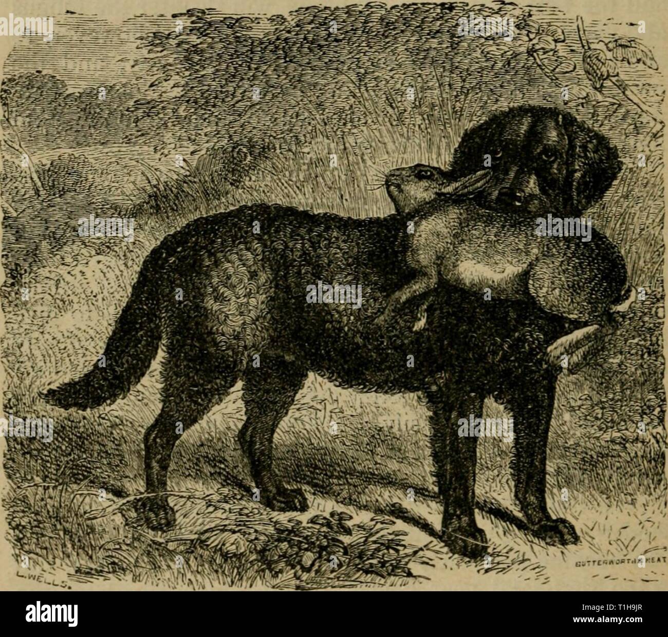 Der Hund seine Sorten der Hund: die Sorten und Management im Gesundheitswesen dogitsvarietiesm 1896 wals Jahr: 1896 46 Sorten des Hundes. Verhältnis zu seinen Fortschritt. Er nimmt ihn dann wo er weiss tmffles reicher zu werden, oder in denen Sie zuvor durch einen gut - gebrochene Tier gefunden worden ist, und markiert. So lernt er schrittweise seinen Handel und wird (wie sein Curly-Coated Retriever. Vorfahren haben für viele Generationen) der Brot-Sieger für seinen Master und alle Familie seines Herrn; es sei denn, er ist so glücklich wie zu attache zu einigen herrschaftlichen Villa, oder möglicherweise zu einer Königlichen Palast, in dem ca Stockfoto