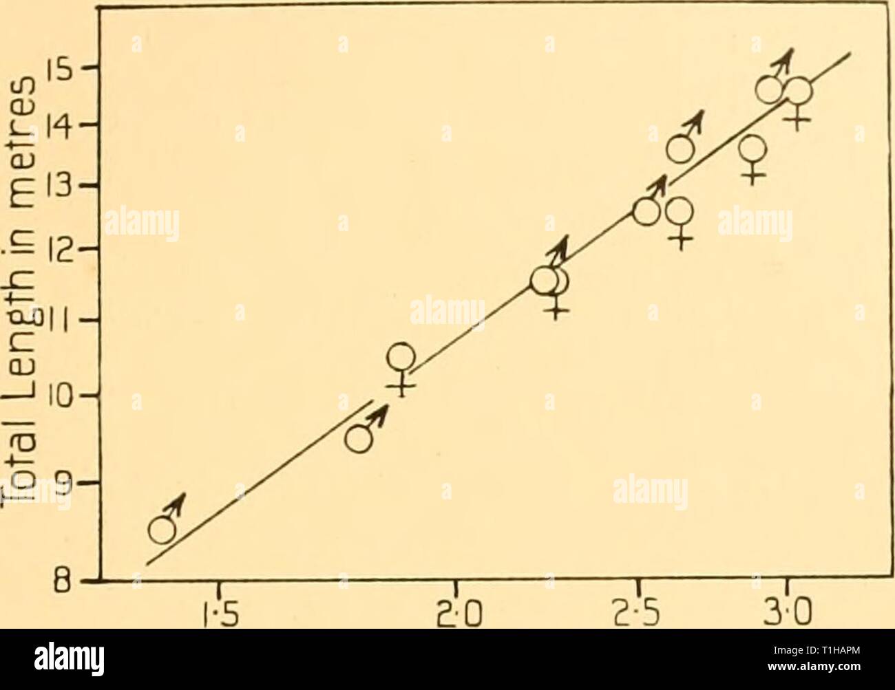 Reports (1938) Entdeckung berichten discoveryreports 17 inst Jahr: 1938 Der BUCKELWAL 73 Mittelwert der Messung N''] in m Abb. 62. Buckelwal. Logarithmische Darstellung der Gesamtlänge gegen Messung Nr. 3. Spitze der Schnauze in die Luft zu sprengen. Stockfoto