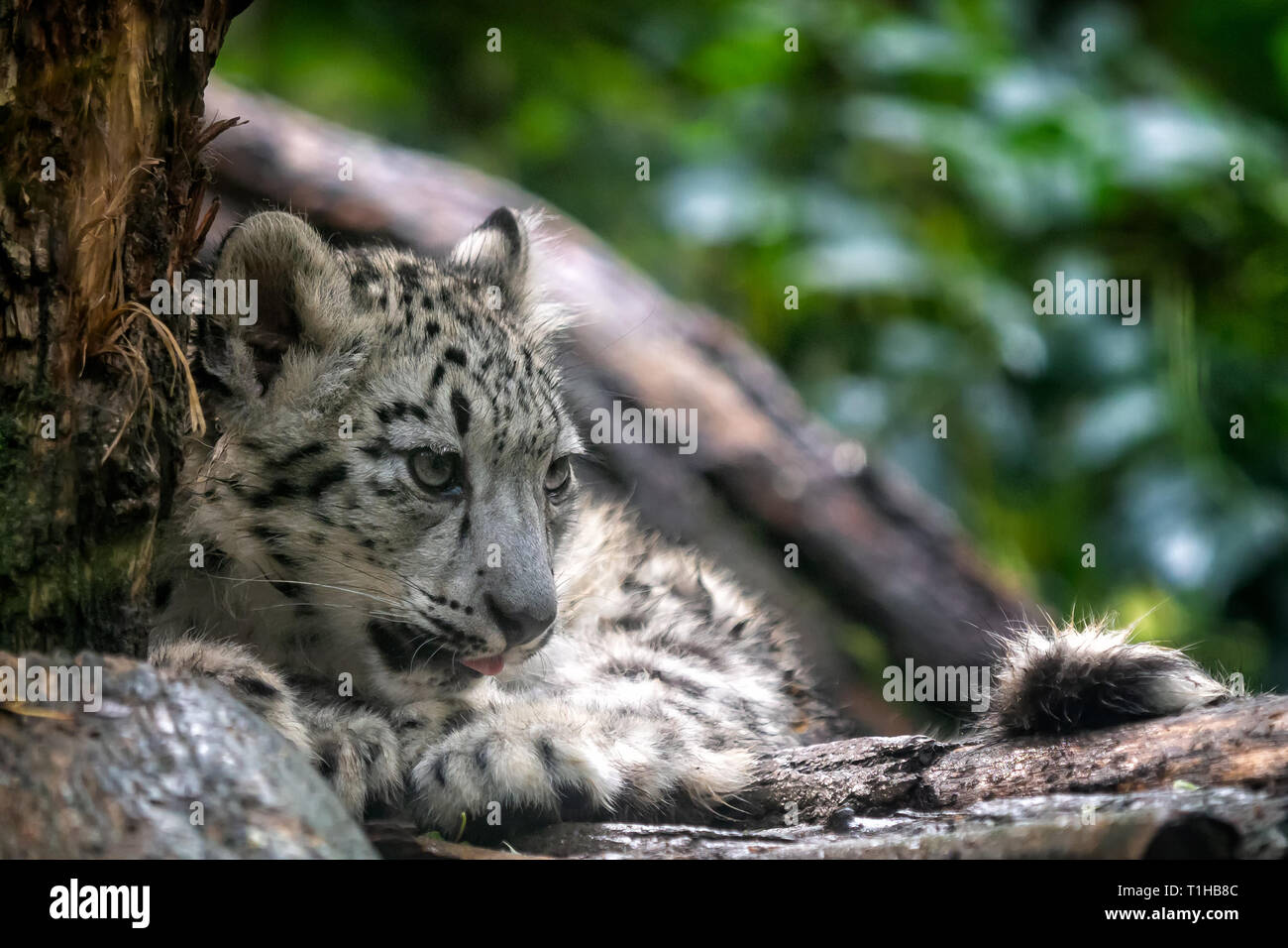 Portrait von Snow Leopard cub, Panthera uncia. Stockfoto