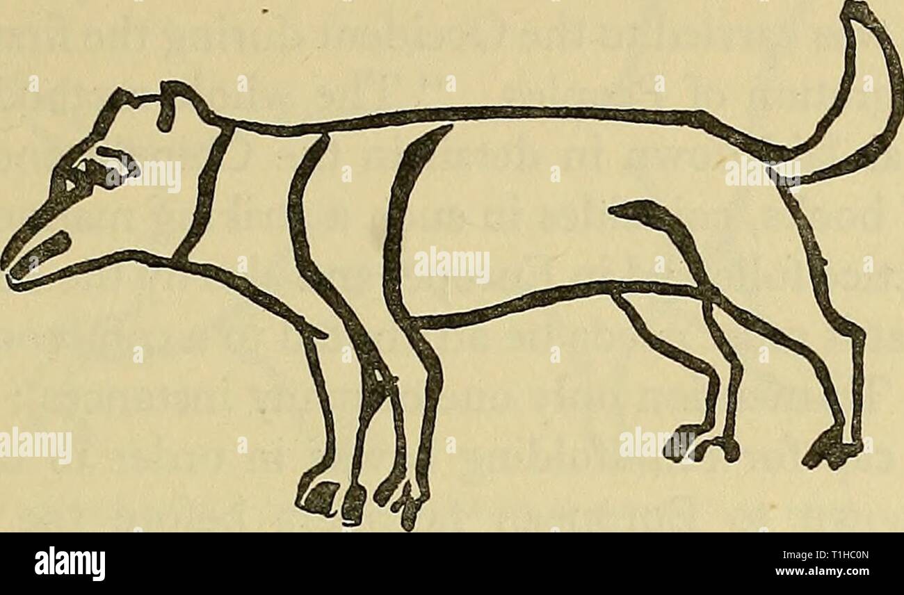 Hunde von China & Japan Hunde von China und Japan in der Natur und Kunst dogsofchinajapan 00 coll Jahr: 1921 SPORT- UND WACHHUNDE für den Zweck, für den Sie von Zeit zu Zeit wurde in einem Rennen durch die moderne Show feste-System als Guard-Hund beendet ist. "Der moderne Mastiff hat eine ausgezeichnete Nase, aber wenig oder keine Verwendung für sportliche Zwecke."* Diese Art von Hund kann nicht die gleiche wie die, die im sechzehnten Jahrhundert gegeben werden. Die chinesischen Kaiserlichen Jagden haben sich für ein Jahrhundert und Unterhalt der Hunde gegeben wurde schon lange nicht mehr. Es HUND AUF HAN BAS-RELIEF DES Stockfoto