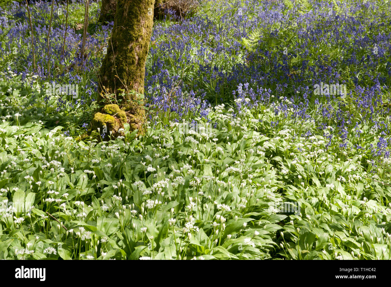 Atemberaubend schöne bluebells unter einer Überdachung der Buche Stockfoto