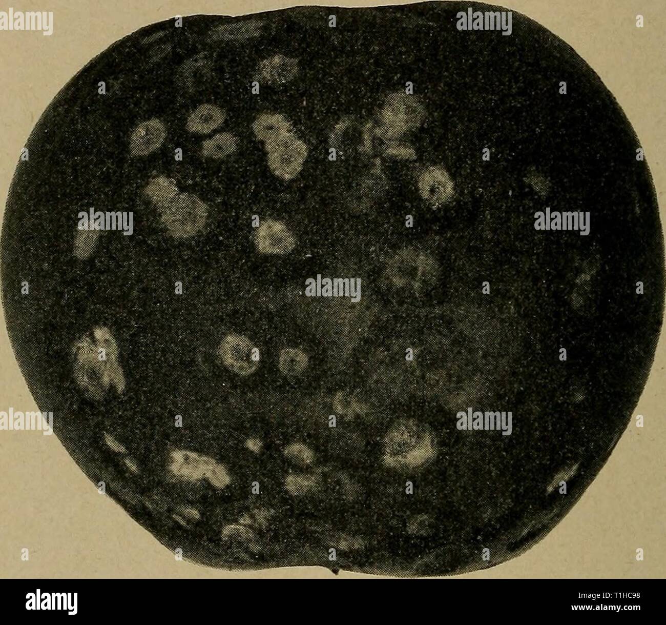 Krankheiten der Pflanzen (1910) Krankheiten der wirtschaftlichen Anlagen diseasesofeconom 02 stev Jahr: 1910 92 KRANKHEITEN DER WIRTSCHAFTLICHEN Anlagen im Vergleich mit anderen Rots wächst. Es ist von einem bitteren Geschmack, die so ausgeprägt ist wie Apfelwein aus betroffenen Äpfel zu verletzen. Der Chief Zerstörung folgt die Ernte, obwohl die Krankheit manchmal Obst immer noch auf dem Baum gefunden wird. Die Rhode Island Greening, Fallen Pippin, Fameuse, Abb. 36. - Rosa Rot (cephalotheciose) folgenden Schorf. Nach Eustace. Maiden Blush, Tompkins König und 20 Unze sind besonders anfällig. Chief Aufmerksamkeit sollte Stockfoto