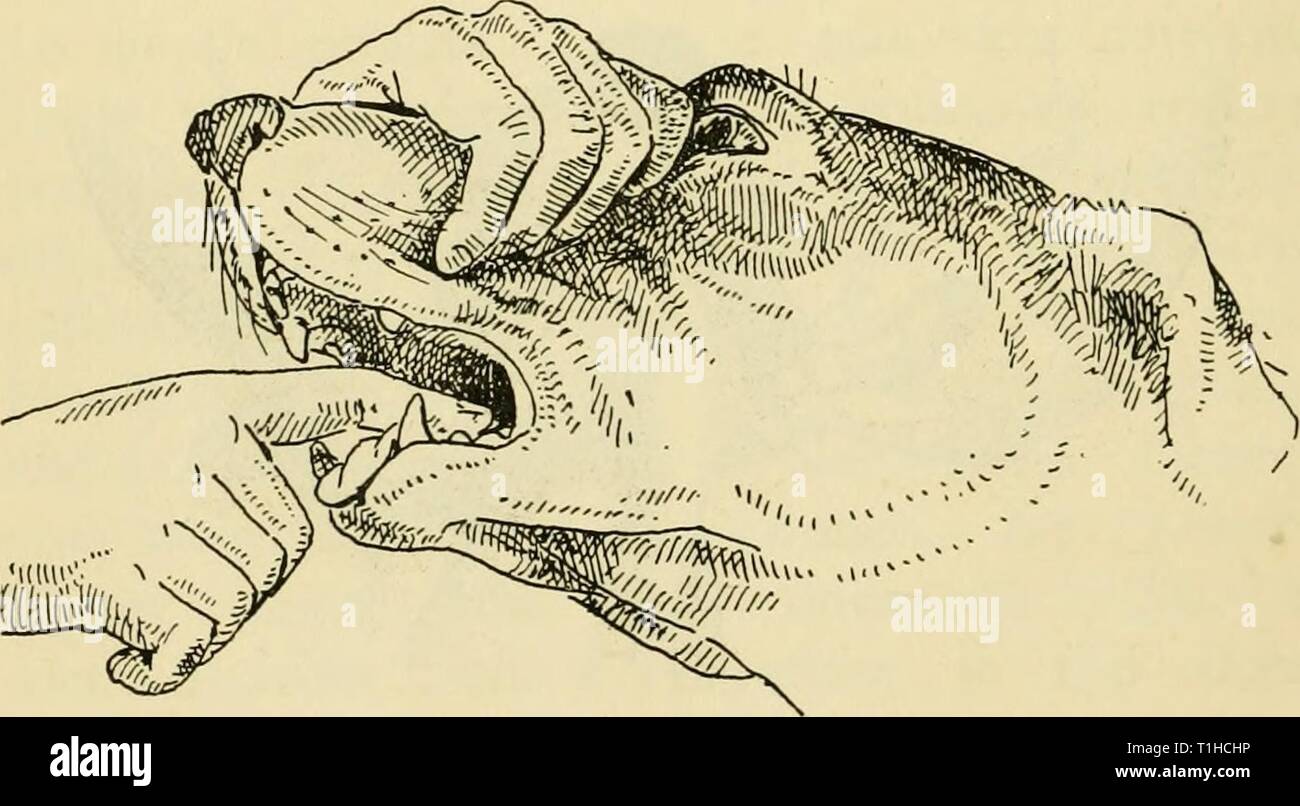 Der Hund medizinischen Wörterbuch der Hund medical dictionary: eine Enzyklopädie der Krankheiten, ihre Diagnose und Behandlung, und die körperliche Entwicklung des Hundes dogsmedicaldicti 00 sewe Jahr: 1907 Wassersucht] [Wassersucht - Über die Schnauze, sodass Maul des Hundes öffnen, indem Sie auf die Wange zwischen die Zähne, dann kann er nicht sie zu beißen. Etwas den Kopf zu heben, und die Pille in den Mund und dann mit dem Zeigefinger der rechten Hand es sich genau in die Nut drücken. Schließen Sie den Mund schnell, und der Hund wird es schlucken. Wassersucht: Symptome: In der Wassersucht, das Ergebnis von Herz- oder Nierenerkrankung, Th Stockfoto