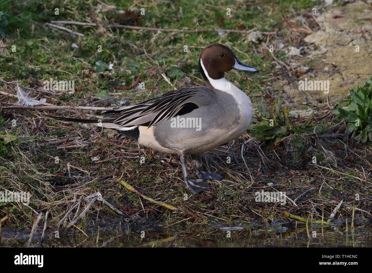 Drake nördlichen Pintail auf Priorat Teich Stockfoto