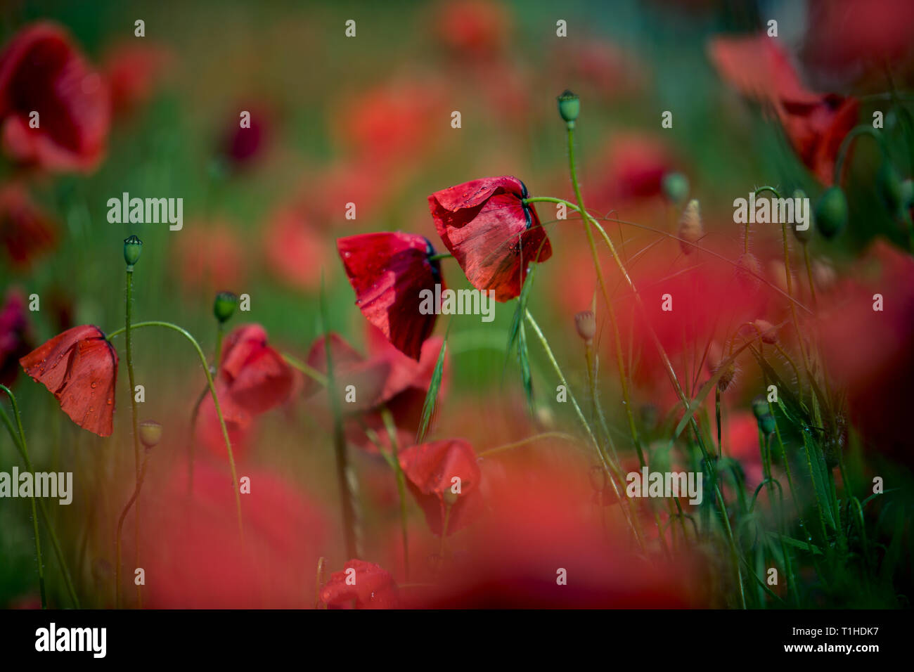 Bereich der Corn Poppy Blüten Papaver rhoeas im Sommer Stockfoto