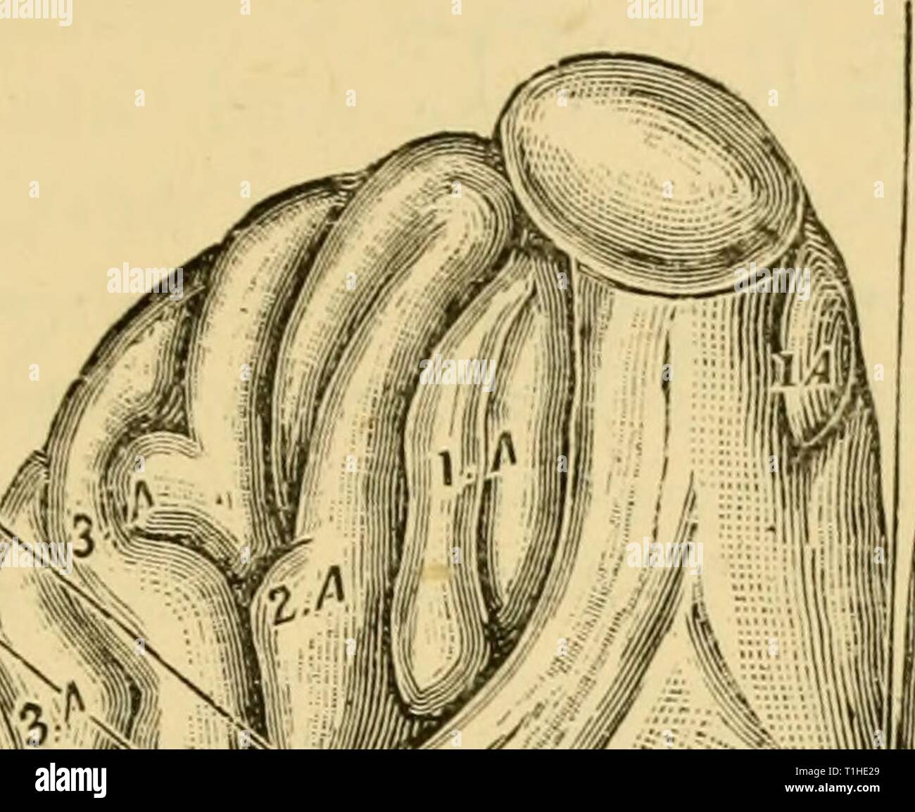 Krankheiten & Störungen der Krankheiten & Beschwerden des Pferdes: Eine Abhandlung über equine Medizin und Chirurgie diseasesdisorder 00 gres Jahr: 1886 93 Große längs Riss zwischen den Hemisphären des Großhirns olfaktorischen Bull) Infundibulum Knolle cinereun "J. Ich'l-Site/L W/Riss Riss des 1-JJ' W#K, Sylvius/~rir~ #--' Stockfoto