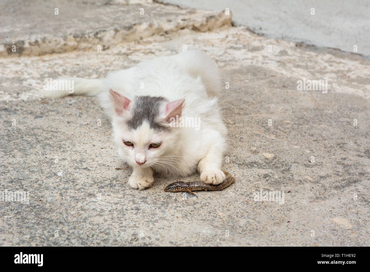 Katze essen eine Echse auf der Straße der Insel Kreta in Griechenland Stockfoto