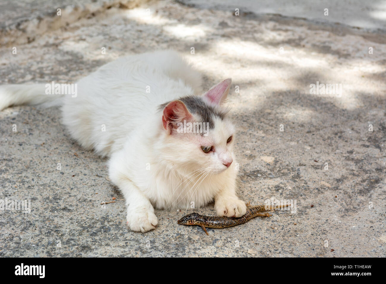 Katze essen eine Echse auf der Straße der Insel Kreta in Griechenland Stockfoto