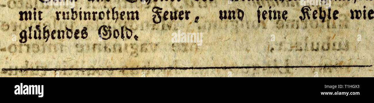 D Joh Fried Blumenbach ist Prof. D. Joh. Die Fried. Blumenbach ist Prof. zu Göttingen und KÃ¶nigl. Grossbrit. Hofraths Handbuch der Naturgeschichte djohfriedblumenb 00 blum Jahr: 1803 168 ich V. mÃ¤jmtU B) JReBiroÃres ($ v&gt; oifeaux - tnouches,) St Minimus. T. refttroftris, corpore viridl inteate, fubtÃ¼s albido; re&ricibus laterali-bus mifgine exteriore Albis* EdwabdS Tab. 105 * S5 cr allerfleinfte befaunte SSogel, ber aufyts unaef irocfnet nur $ q Âran Âdu wiegt, ifl-t&gt; auf "StaumwoOe * mtb bat Bte. cMÃ * einer v-Â® aBpuÃ; tinb feine $ rccp Qycx etwa t&gt; ie fcon einer Jurfcrerbfe, 3, des utpUnsC Mofquitus. Stockfoto