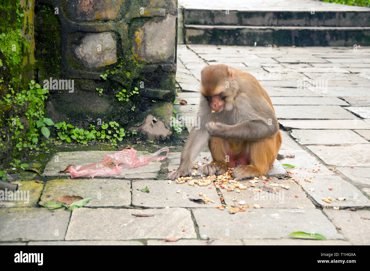 Affe auf dem Monkey Tempel Kathmandu Stockfoto