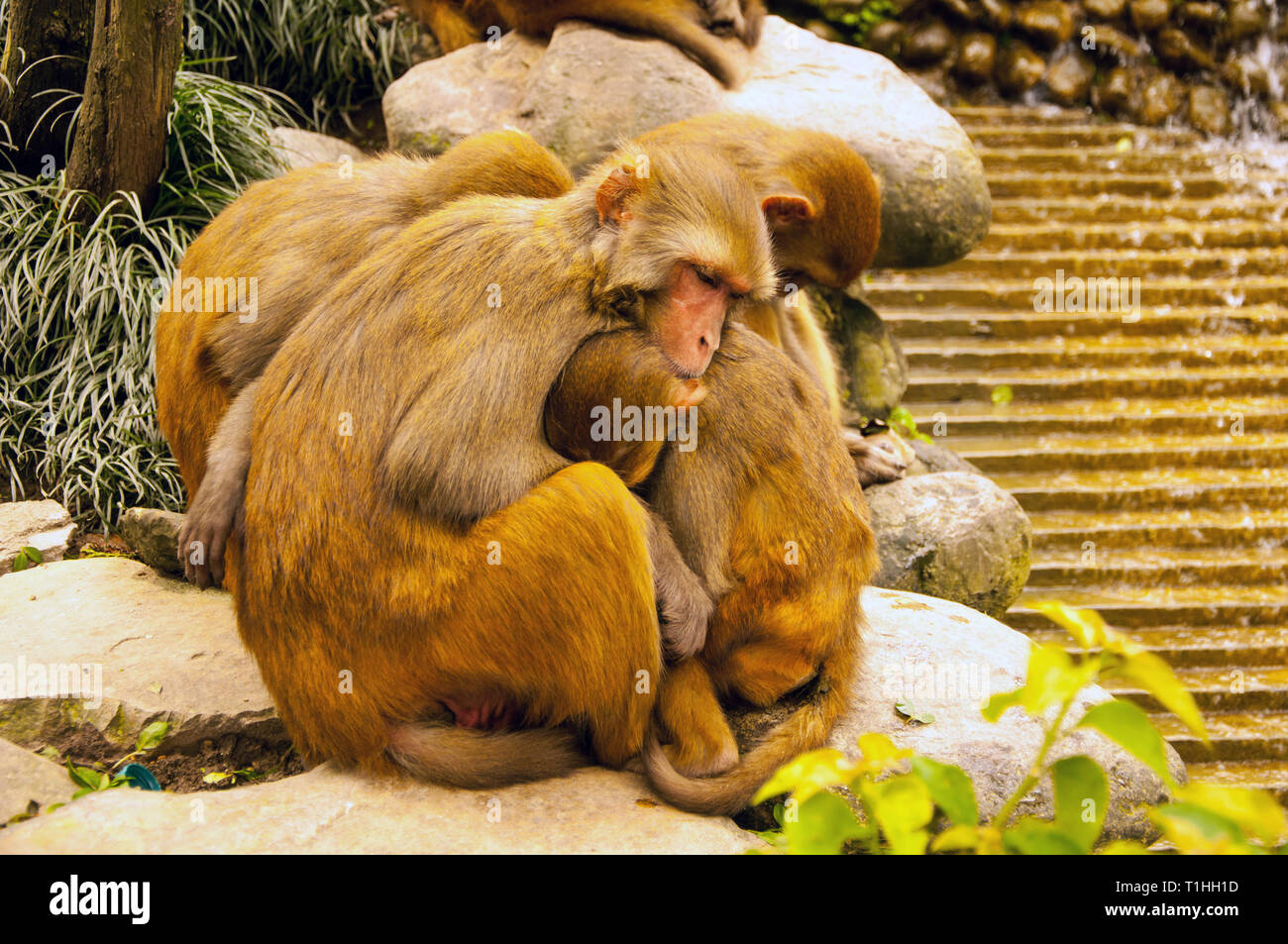 Affe auf dem Monkey Tempel Kathmandu Stockfoto