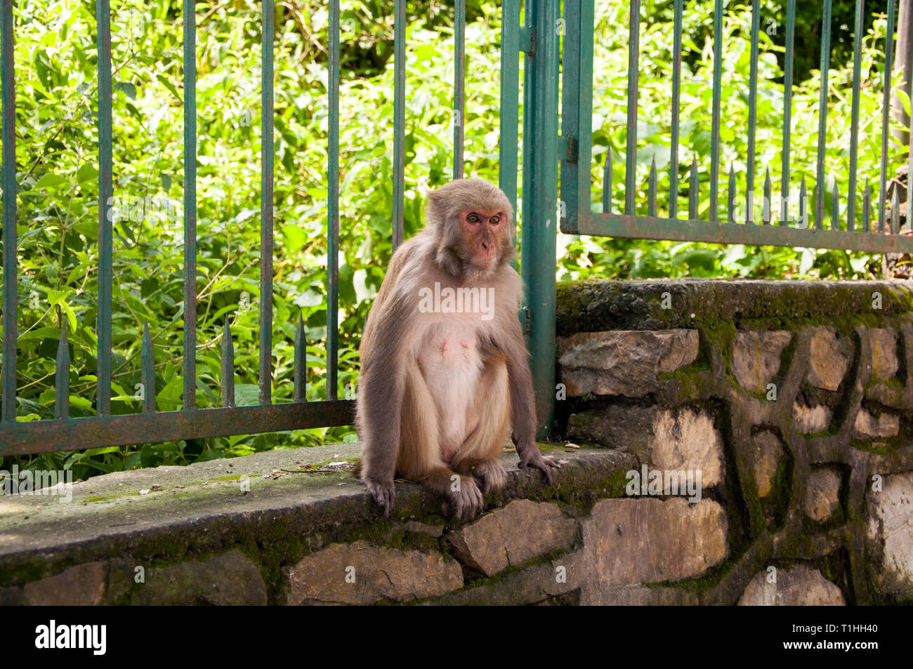 Affe auf dem Monkey Tempel Kathmandu Stockfoto