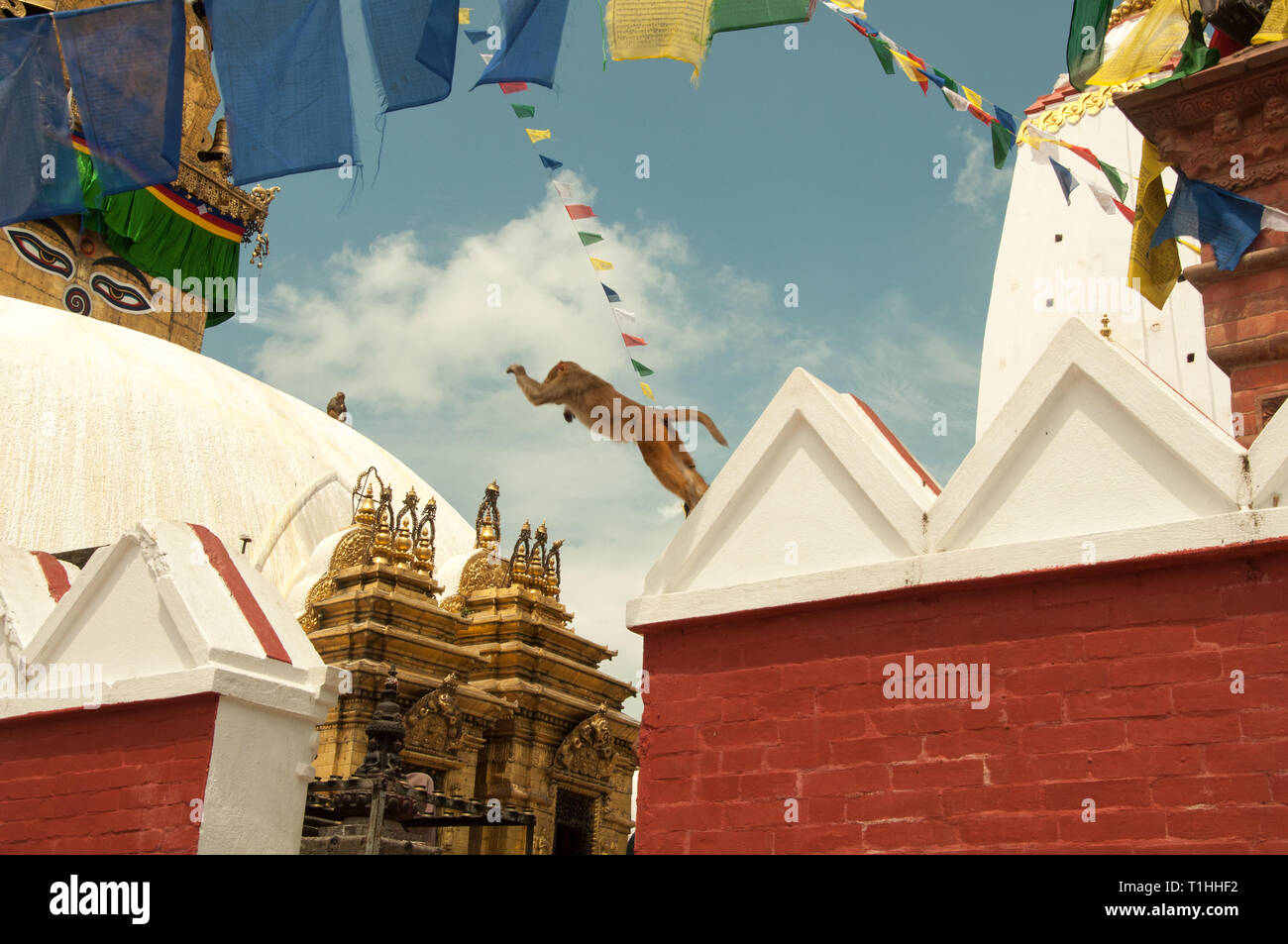 Monkey Jump auf der Monkey Tempel Kathmandu Stockfoto