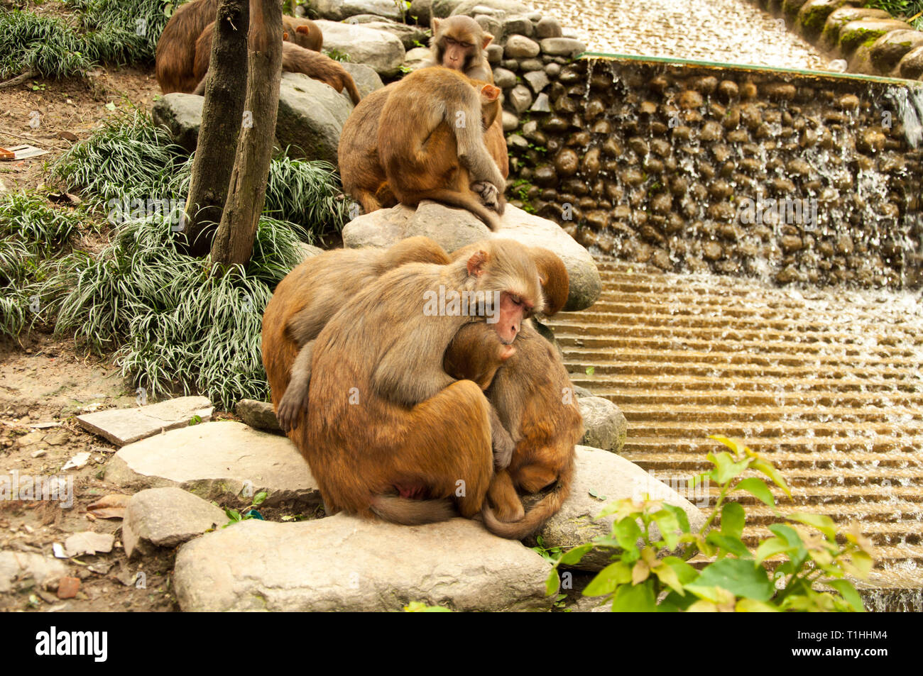 Monkey Familie auf der Monkey Tempel Kathmandu Stockfoto