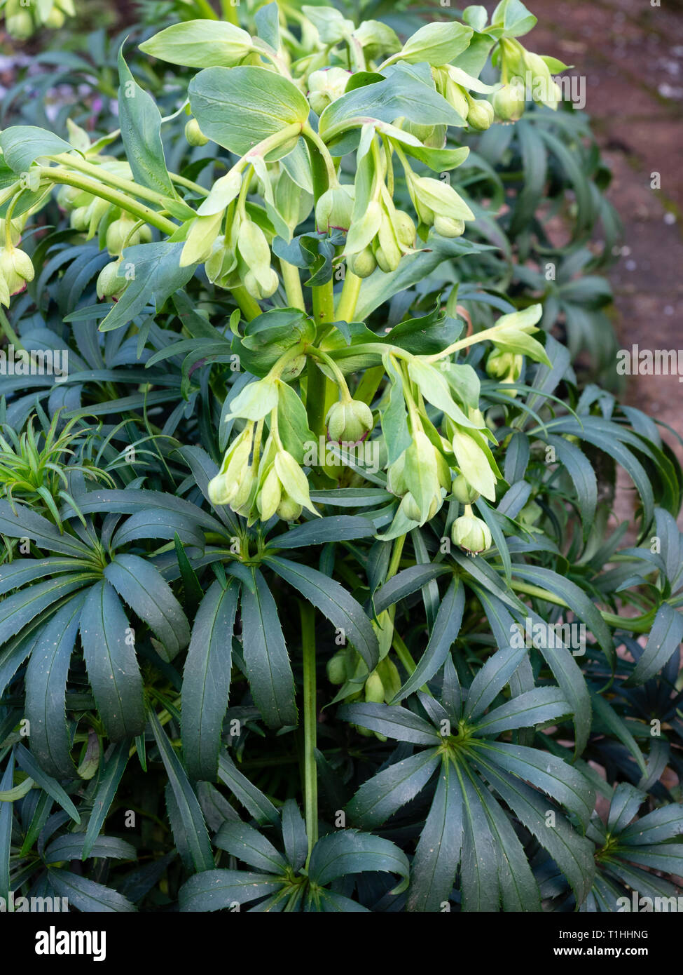 Dunkelgrünes Laub und blasser grün blumen Der winterblüher stinkende Nieswurz, Helleborus purpurascens Stockfoto