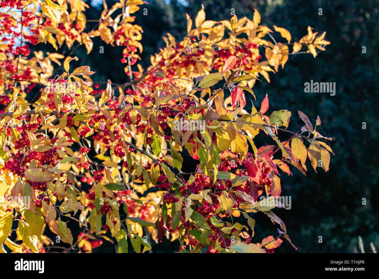 rote Beeren Stockfoto