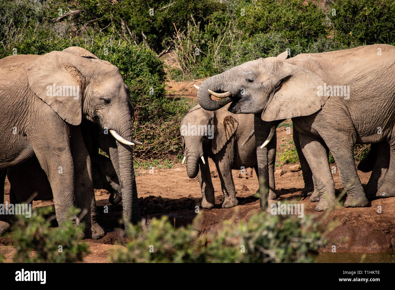 Elefant und Elefanten. Kenia. Safari in Afrika. Afrikanischer Elefant. Tiere Afrikas. Reisen nach Kenia. Die Familie der Elefanten. Stockfoto