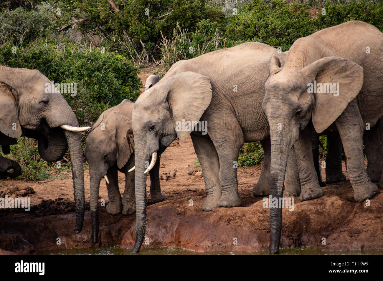 Elefant und Elefanten. Kenia. Safari in Afrika. Afrikanischer Elefant. Tiere Afrikas. Reisen nach Kenia. Die Familie der Elefanten. Stockfoto