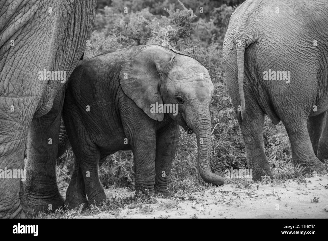 Elefant und Elefanten. Kenia. Safari in Afrika. Afrikanischer Elefant. Tiere Afrikas. Reisen nach Kenia. Die Familie der Elefanten. Stockfoto