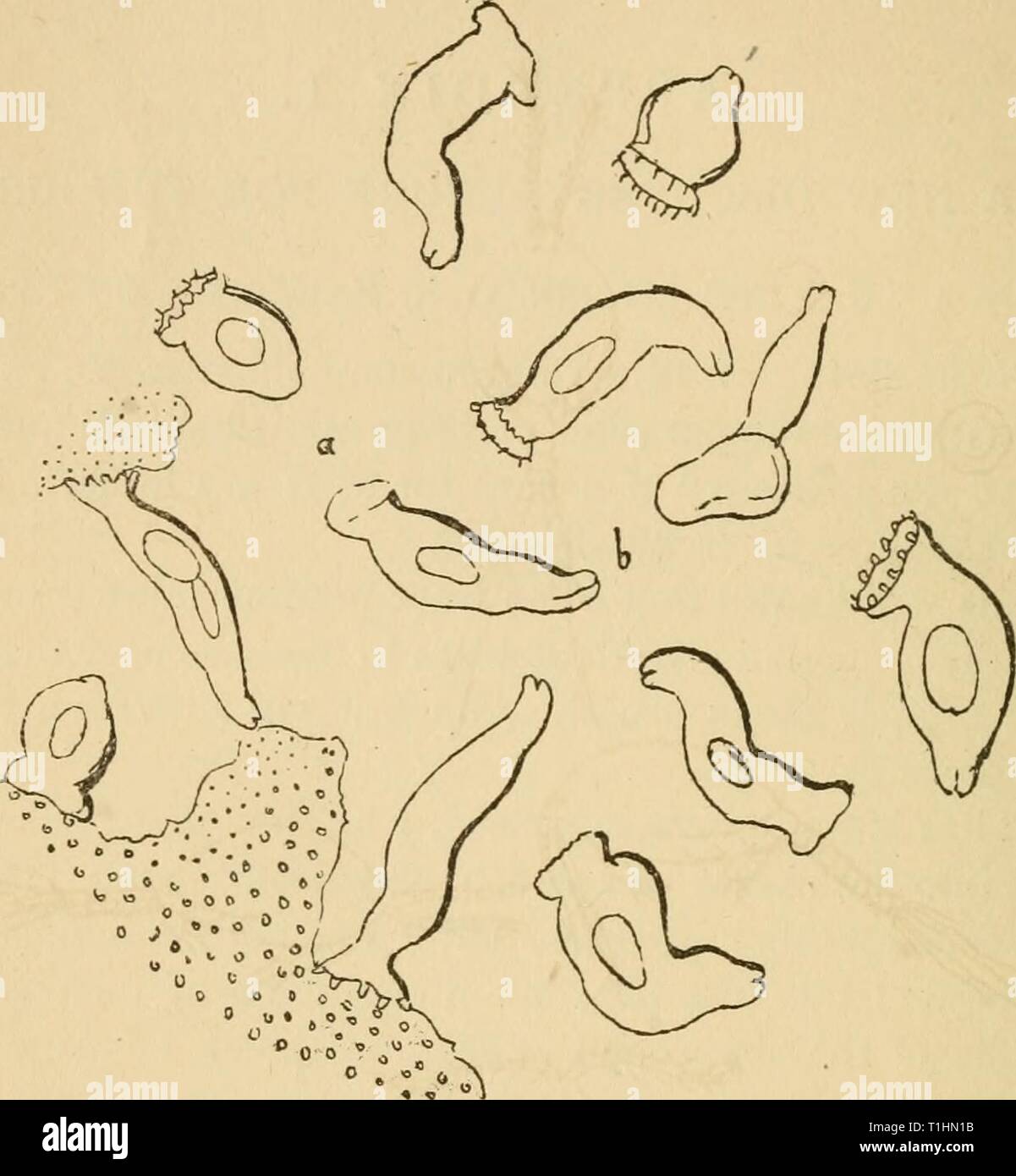 Wie domestiziert domestiziert Forelle Forelle zu züchten. Wie Rasse und wachsen Sie domesticatedtrou 02 ston Jahr: 1872 258 domestizierte Forelle. auf die Verdauten Angelegenheit, in die sie trans-Form zu leben. Parasiten, die Angriff große Forellen, eine Tentakel zur Befestigung an der Fische; b Mund. Diese Entdeckung führte zu einigen Experimenten auf der Suche nach einem Heilmittel, und es wurde festgestellt, dass eine starke Lösung von Salz de-die Parasiten stroyed. Die Experimente wurden dann von eintauchen Forellen in Salzwasser gebildet, und es wurde festgestellt, dass pro-fectly harmlos sein, wenn nicht zu lange fort. Eine Methode war daher der kilhng der Gleichheit gefunden Stockfoto