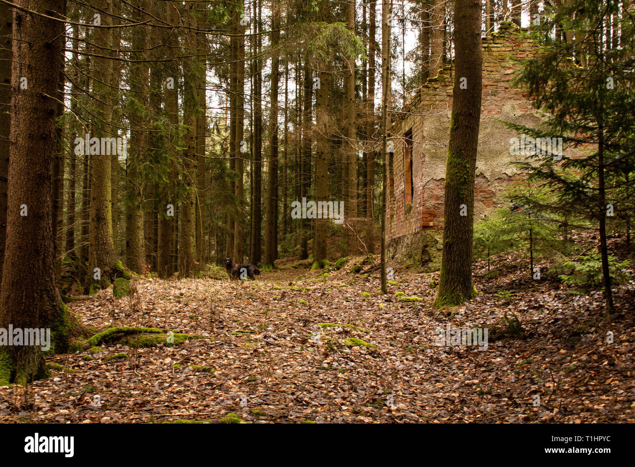 Alte Ruine eines kleinen Haus im Wald Stockfoto