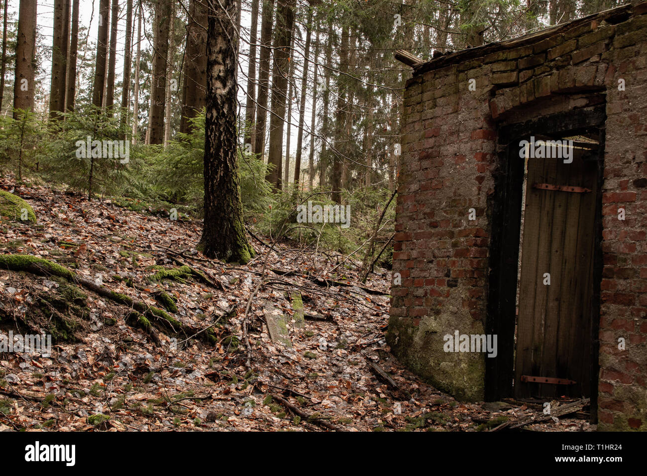 Alte Ruine eines kleinen Haus im Wald Stockfoto