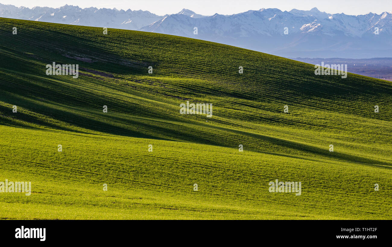 Muster der Felder in den Hügeln im Frühjahr mit den Bergen als Hintergrund Stockfoto