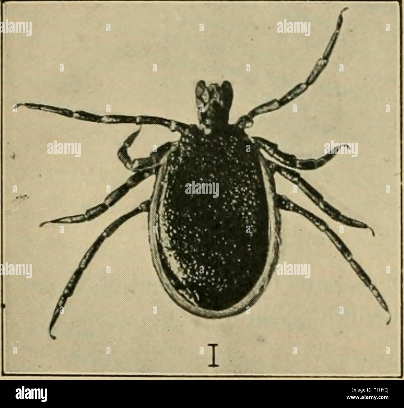 Erkrankungen der Rinder, Schafe, Ziegen Krankheiten von Rindern, Schafen, Ziegen und Schweinen diseasesofcattle 00 mous Jahr: 1920 432 KRANKHEITEN DES BLUTES. Ätiologie. Deprimierend und Schwächung Einflüssen aller Art die Schuld für die Herstellung der Krankheit gewesen, aber der allgemeine Konsens der Stellungnahme zeigt in die Richtung, in die der Infektion mit Mikroorganismen durchgeführt und in das System des Schafe durch die gemeinsame Schafe Tick Tick eingeführt oder 'Gras'{Ixodes reduvius). Die folgenden Erläuterungen auf, und Illus trations-, dieser Parasit werden aus einem Artikel von Herrn Wheeler, von Alnwick {Vetcrinanan, Band LXXIII., Nr. 867, S. 141 Stockfoto