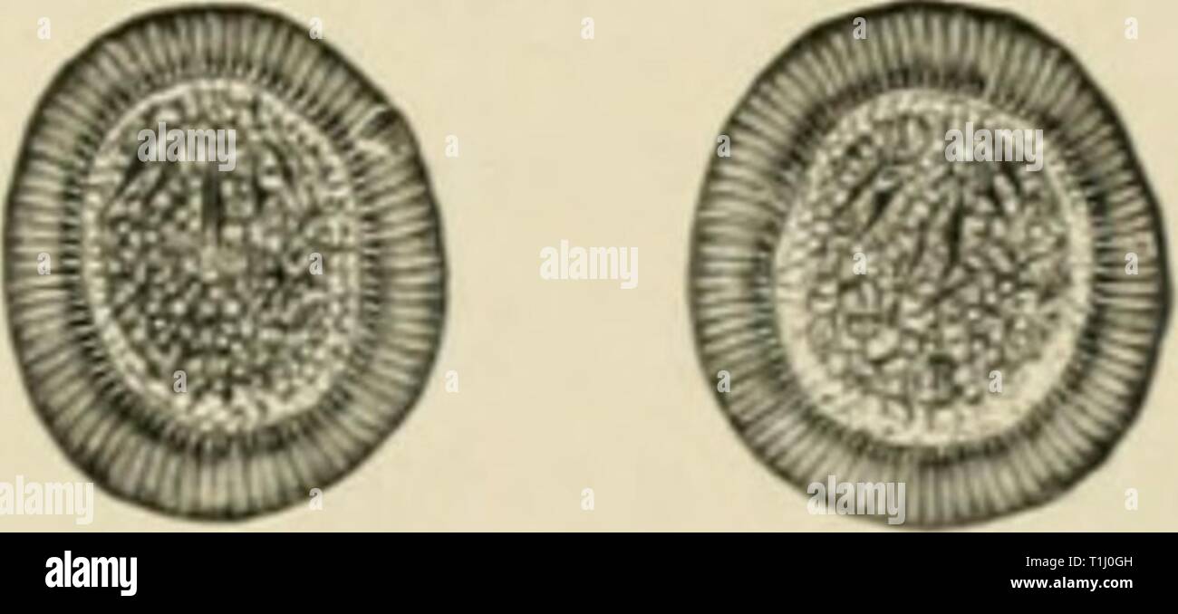 Krankheiten des Stoffwechsels und der Krankheiten des Stoffwechsels und des Blutes, tierische Schädlinge, Toxikologie diseasesofmetabo 00 cabo Jahr: 1906 CESTODEN 515 Eizellen, die Schalen, die Radial gestreift sind, umschließen das oncosphere die sich mit sechs hooklets. Fehlbildungen arc seltener als in der tenia saginata. Ich möchte erwähnen nur die drei scharfkantigen oder prismatische tenia Die produziert wird, nicht als fre wurde in Folge von einer zwölf-Angespannt oncosphere angenommen, sondern durch Zinn 1 Zusammenwachsen von zwei scolices mit der Hälfte der dorsalen Oberflächen, während die anderen beiden Hälften frei bleiben; es scheint, dass die DORSALE Stockfoto